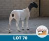 1X DORPER FLOCK DE OUDE KRAAL (Pay per piece to take the lot)