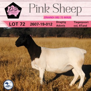 1X DORPER STUD OOI/EWE PINK SHEEP DORPERS
