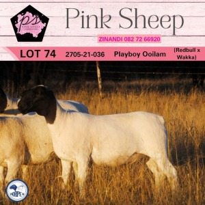 1X DORPER FLOCK OOI/EWE PINK SHEEP DORPERS