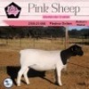 2X DORPER FLOCK OOI/EWE PINK SHEEP DORPERS (Pay per piece to take the lot) - 2