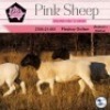 1X DORPER T5 OOI/EWE PINK SHEEP DORPERS - 2