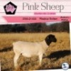 1X DORPER STUD OOI/EWE PINK SHEEP DORPERS - 2