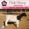 2X DORPER STUD OOI/EWE PINK SHEEP DORPERS (Pay per piece to take the lot) - 2