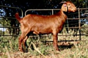 1X KALAHARI RED POTENTIAL STUD OOI/EWE JAZETT GENETICS