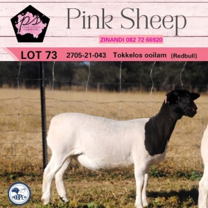 1X DORPER T5 OOI/EWE PINK SHEEP DORPERS