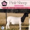 1X DORPER T5 OOI/EWE PINK SHEEP DORPERS