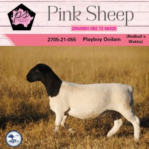 2X DORPER STUD OOI/EWE PINK SHEEP DORPERS (Pay per piece to take the lot)