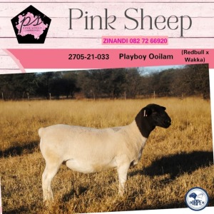 1X DORPER STUD OOI/EWE PINK SHEEP DORPERS