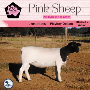 1X DORPER FLOCK OOI/EWE PINK SHEEP DORPERS