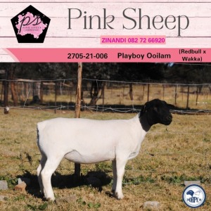 1X DORPER STUD OOI/EWE PINK SHEEP DORPERS