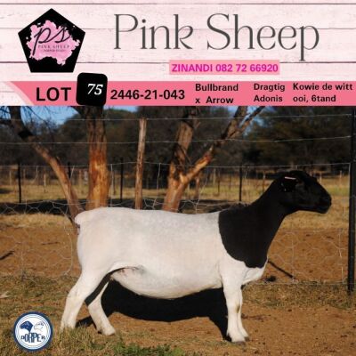 2X DORPER FLOCK OOI/EWE PINK SHEEP DORPERS (Pay per piece to take the lot)