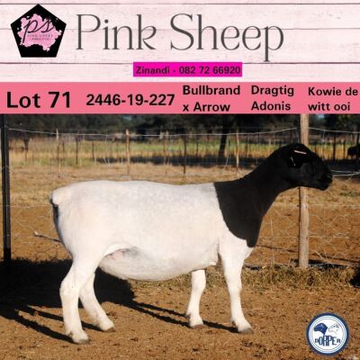 1X DORPER FLOCK OOI/EWE PINK SHEEP DORPERS