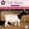 1X DORPER FLOCK OOI/EWE PINK SHEEP DORPERS