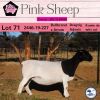 1X DORPER FLOCK OOI/EWE PINK SHEEP DORPERS - 3