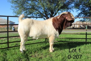 1X BOER GOAT FLOCK RAM Sakkie Nell