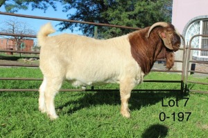 1X BOER GOAT STUD RAM Sakkie Nell