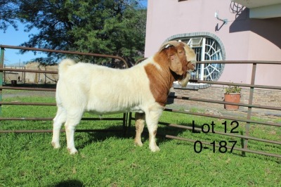 1X BOER GOAT STUD RAM Sakkie Nell