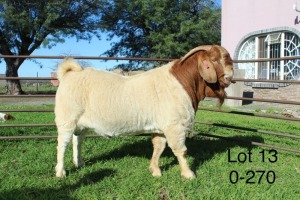 ONTTREK - 1X BOER GOAT RAM Sakkie Nell