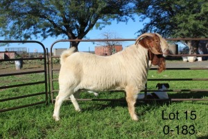 1X BOER GOAT FLOCK RAM Sakkie Nell