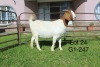 1X BOER GOAT PS OOI/EWE Sakkie Nell