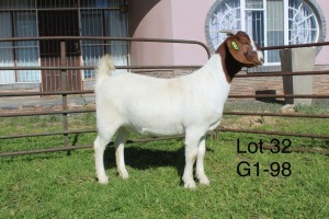 1X BOER GOAT PS OOI/EWE Sakkie Nell