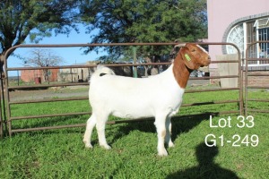 1X BOER GOAT PS OOI/EWE Sakkie Nell