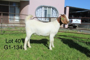 1X BOER GOAT PS OOI/EWE Sakkie Nell