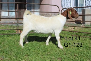 1X BOER GOAT PS OOI/EWE Sakkie Nell