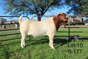 ONTTREK - 1X BOER GOAT RAM Sakkie Nell