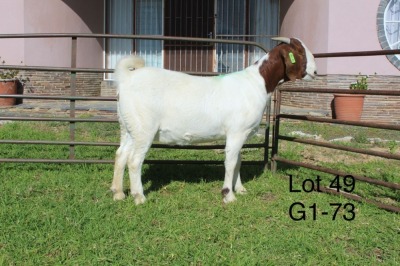 1X BOER GOAT PS OOI/EWE Sakkie Nell