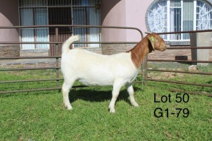 1X BOER GOAT PS OOI/EWE Sakkie Nell