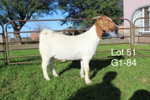 1X BOER GOAT PS OOI/EWE Sakkie Nell