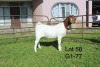 1X BOER GOAT FLOCK OOI/EWE Sakkie Nell