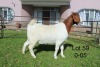 1X BOER GOAT FLOCK OOI/EWE Sakkie Nell