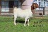 1X BOER GOAT FLOCK OOI/EWE Sakkie Nell