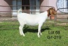 1X BOER GOAT PS OOI/EWE Sakkie Nell