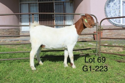 1X BOER GOAT FLOCK OOI/EWE Sakkie Nell