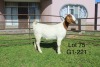 1X BOER GOAT PS OOI/EWE Sakkie Nell