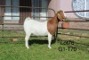 1X BOER GOAT FLOCK OOI/EWE Sakkie Nell