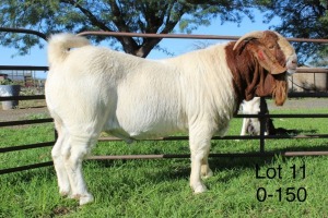 ONTTREK -1X BOER GOAT RAM Sakkie Nell