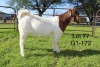 1X BOER GOAT PS OOI/EWE Sakkie Nell