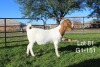 1X BOER GOAT FLOCK OOI/EWE Sakkie Nell