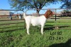 1X BOER GOAT PS OOI/EWE Sakkie Nell