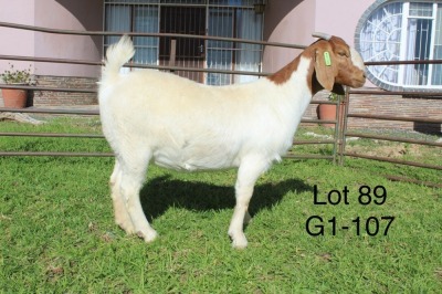 1X BOER GOAT FLOCK OOI/EWE Sakkie Nell