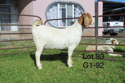 1X BOER GOAT FLOCK OOI/EWE Sakkie Nell