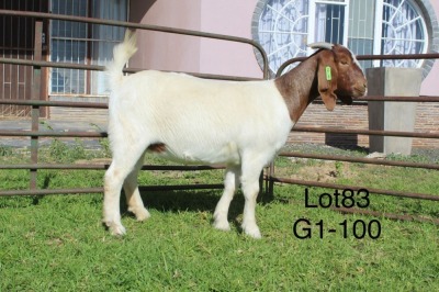 1X BOER GOAT FLOCK OOI/EWE Sakkie Nell