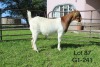 1X BOER GOAT FLOCK OOI/EWE Sakkie Nell