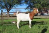 1X BOER GOAT PS OOI/EWE Sakkie Nell