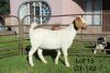 1X BOER GOAT PS OOI/EWE Sakkie Nell - 2