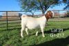 1X BOER GOAT FLOCK OOI/EWE Sakkie Nell - 2